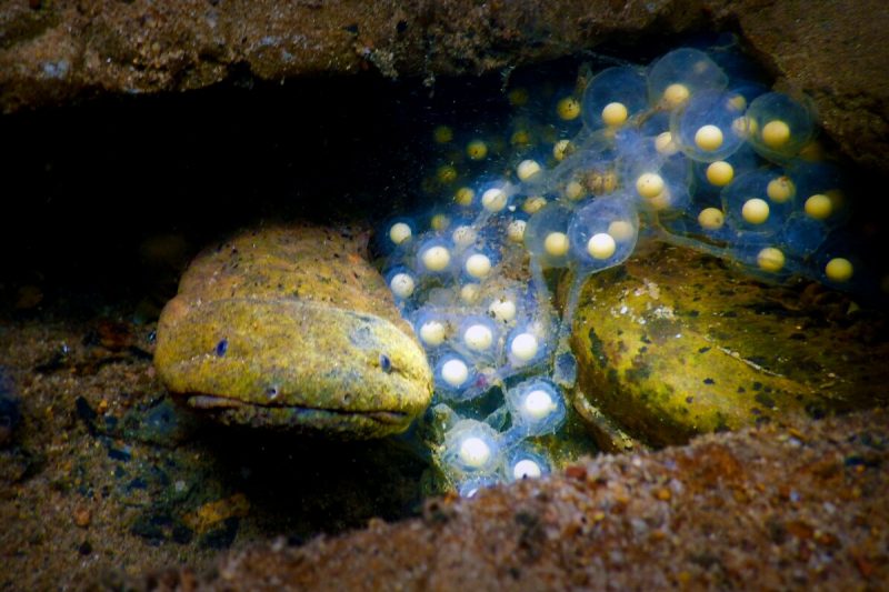 An eastern hellbender salamander guards his nest.