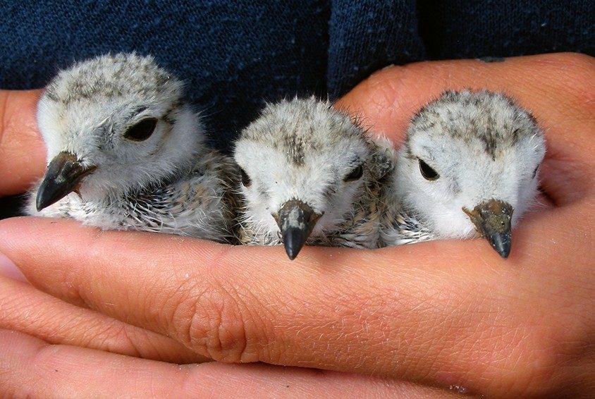 student holding 3 pipping plover chicks in hand