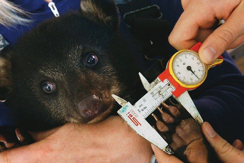 Student taking the measurements of a bear cub paw