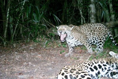 One jaguar stands and shows its teeth while another lies on the ground surrounded by jungle foliage.