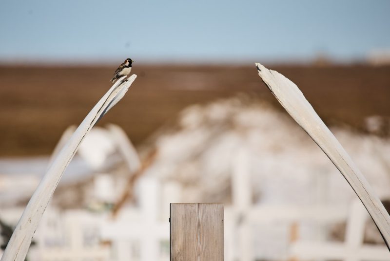 A bird rests on top of a whale’s jawbone. 