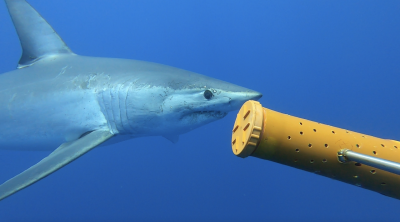 The research team successfully tagged a Mako shark for the first time in the region. 