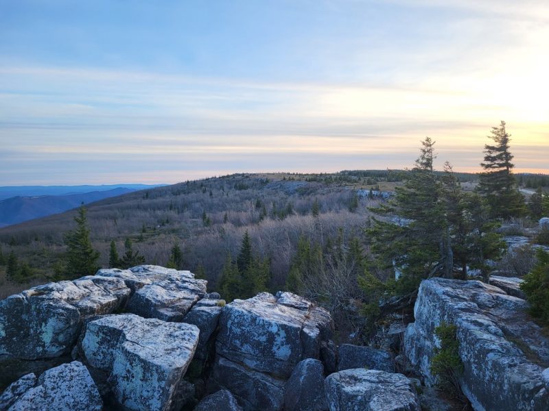 picture of the red spruce at sunset at Dolly Sods