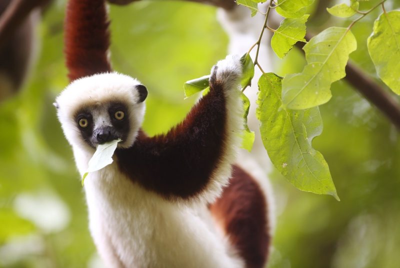 Close up of a lemur with light and dark coloration. It is hanging from a branch and eating a leaf.