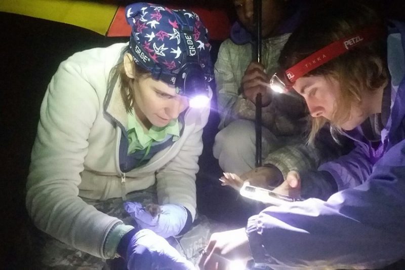 Graduate student tagging, weighing, and examining a bat 