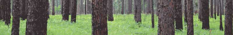 Longleaf pine understory