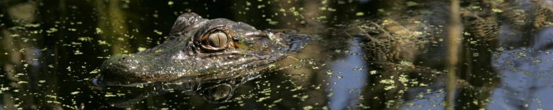 American alligator floating on the surface