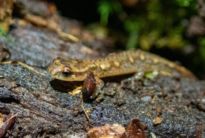 A close up view of a salamander