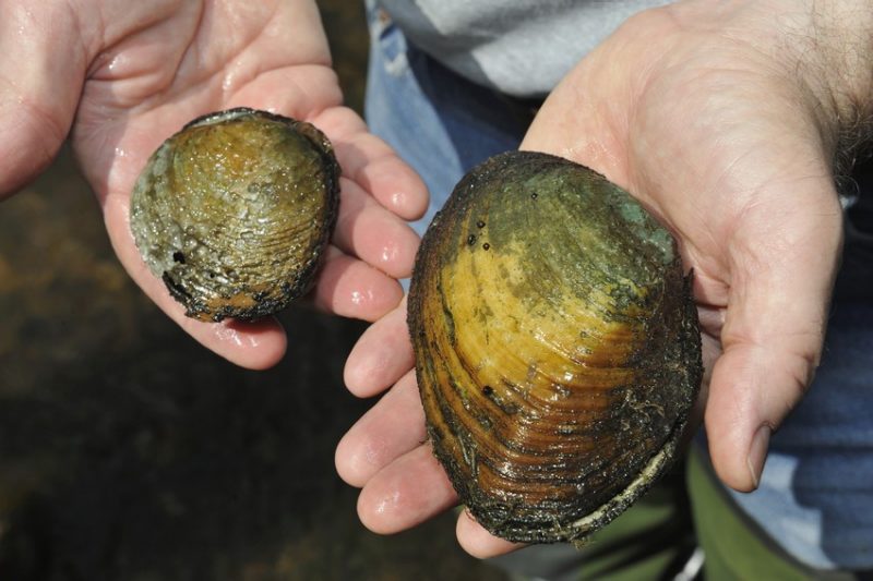A researcher holds two clams