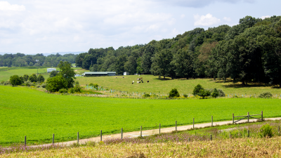 This photo is of a rural scene in Virginia, with rolling hills and cows grazing.