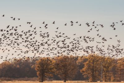 Birds flying in sky about tree line in the fall.